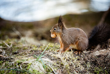 Ein Eichhörnchen im Wald