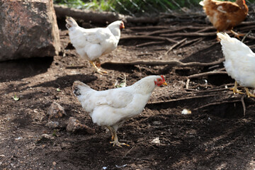 
Group of white chickens eating in freedom. Organic farm. Organic eggs. Farm animals. Poultry industry.
