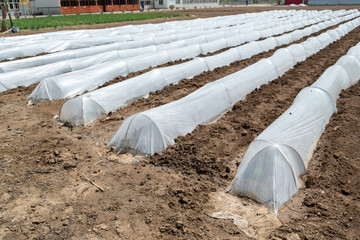 Growing Vegetables. Vegetables under Plastic mulch polymer film. Plastic mulch film fumigation...