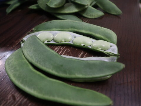 Lima bean,Phaseolus lunatus,green plats design for abundance concept