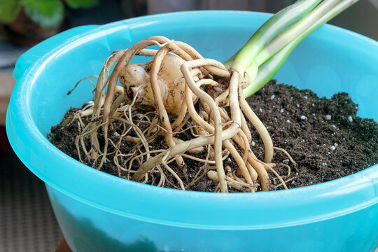 In a plastic basin there is the root system of the home plant Zamioculcas. Transplantation into a new nutrient soil.