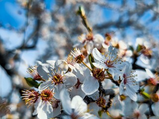 Nature's Awakening: Blooming Tree Branch,