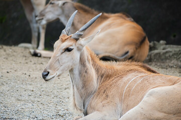 Antelope in the zoo 