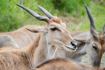 Close-up of antelope in Taipei Zoo