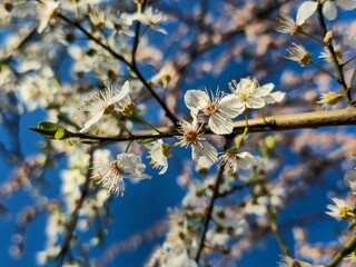 Spring Blossoms: Blooming Tree Branches Against Blue Sky
