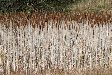 Typha latifolia, better known as broadleaf cattail or colloquially Water Baton, Water Stick is a perennial herbaceous plant in the genus Typha. Native plant species in America, Eurasia, and Africa.  