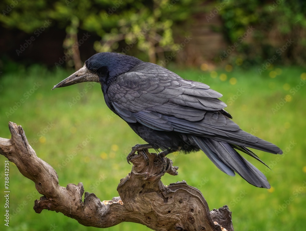 Sticker rook perched on a log