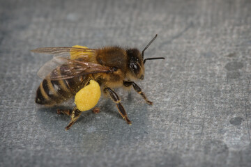 Abeille domestique posée sur une ruche et chargée de pollen (Apis mellifera)