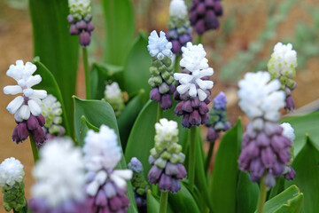 Fototapeta premium Purple and white Muscari latifolium, grape hyacinth, ‘Grape Ice’ in flower.