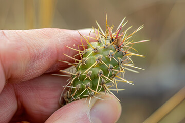 Cactus thorn poking into finger
