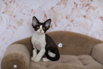 a cat sits on a couch with a white and black tail.