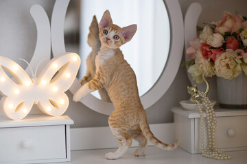Red Devon Rex kitten stands near the mirror 