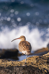  Eurasian curlew, (Numenius arquata), resting on a leg, on rocks with moss during low tide, with sunset light and wave hitting the rocks background, Tenerife, Canary islands
