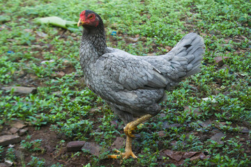 The hen stands on one leg