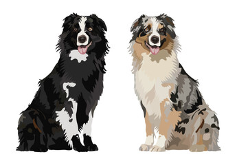 Australian Shepherd dog in a sitting pose. Cute profile logo design, popular colors, breed pet character postcard art. Funny dog mascot. Detailed illustration. Tan point blue merle, black and white.
