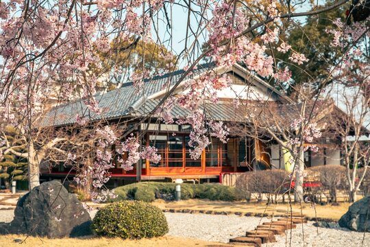 西尾市、西尾市歴史公園の旧近衛邸と満開の枝垂れ桜