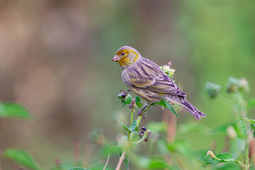 Atlantic canary, (Serinus canaria), on a branch, in Tenerife, Canary islands