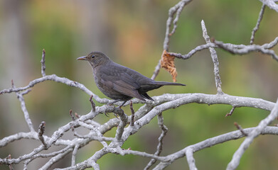 young common blackbird, (Turdus merula cabrerae), perched on a branch, with  vegetation background, in Tenerife, Canary islands