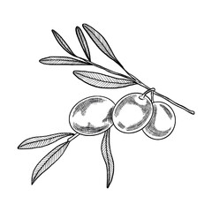 Vector contour olive branch with shading. Hand drawn olive. Twig of olive plant on isolated background
