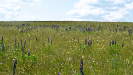 Meadow with many purple lupine flowers