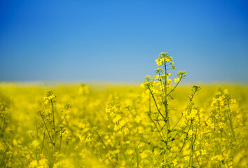 The rapeseed agricultural plant blooms in the field. Yellow rapeseed flowers close-up on the background of a field and a blue sky. Selective focus.