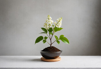A blooming plant in flower pot isolated on a white background. Modern minimal background.