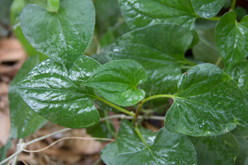 Houttuynia cordata also known as fish mint, fish leaf, rainbow plant, chameleon plant, heart leaf,...