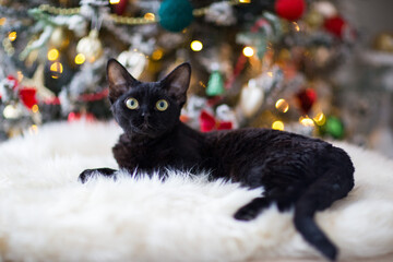 Black Devon Rex cat lies near the Christmas tree