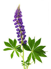 Lupinus polyphyllus purple flowers and leaves isolated on white or transparent background - 788430783