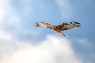 Red kite a bird of prey (Rotmilan) during sunrise in front of a cloudy background