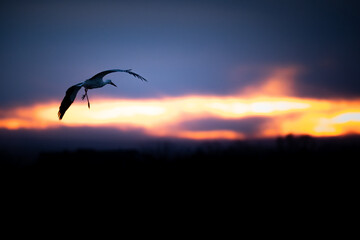 Flying stork during sunrise.