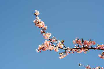 cherry blossom in spring with blue sky in the background