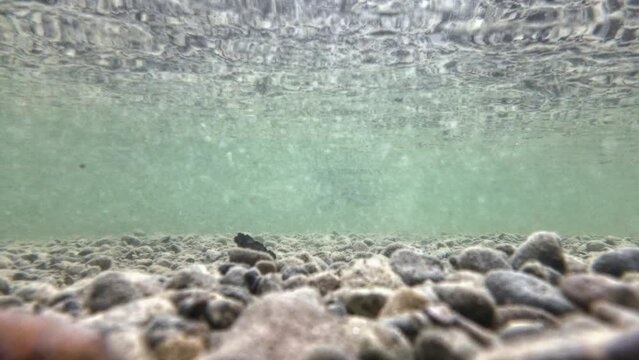 Unterwasservideo von einem Blässhuhn in einem See unter und über Wasser