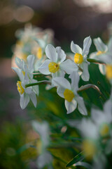 Obraz premium Narcissus