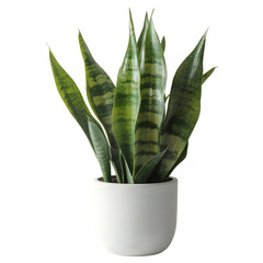 Snake plant isolated on white, transparent background, Air purifier houseplant.