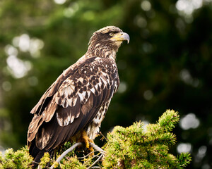 A majestic juvenile bald eagle sitting  on top of a tree with a pleasing, blurry, bokeh background.