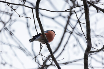 Eurasian bullfinch sits on a bare tree branch in the forest