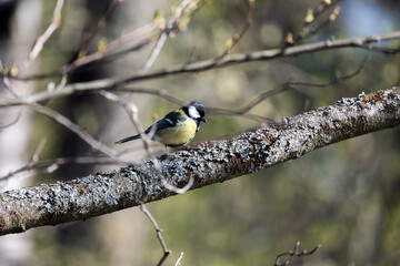Great tit sits on branch, Parus major