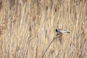 Small bird is on dry coastal reed, natural outdoor photo
