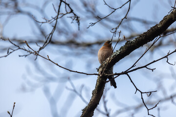 Little bird is on the branch. The Eurasian chaffinch, common chaffinch