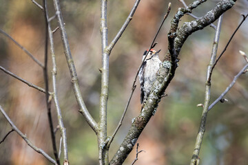 Lesser spotted woodpecker is on the branch