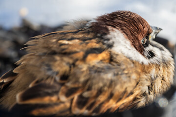 A ruffled true sparrow slumbers in the rays of winter sun, close-up