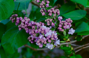Lilac, Syringa Vulgaris