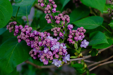 Lilac, Syringa Vulgaris