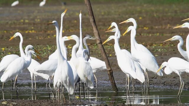 The great egret catching fish in shallow water from Crna Mlaka