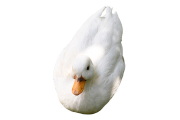 Duck isolated on white background. It is a bird that lives by water and has webbed feet. Use for...