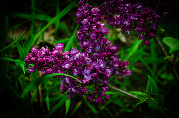Lilac, Syringa Vulgaris