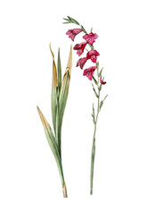Eastern gladiolus png sticker, vintage botanical illustration, transparent background