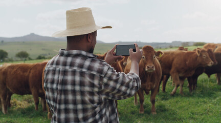 Black man, farmer and photography with cows for picture, memory or capture of livestock in countryside. Rear view of African male person taking photograph of cattle for agriculture or growth on farm