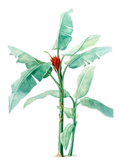 Scarlet banana plant png illustration sticker, transparent background - obrazy, fototapety, plakaty